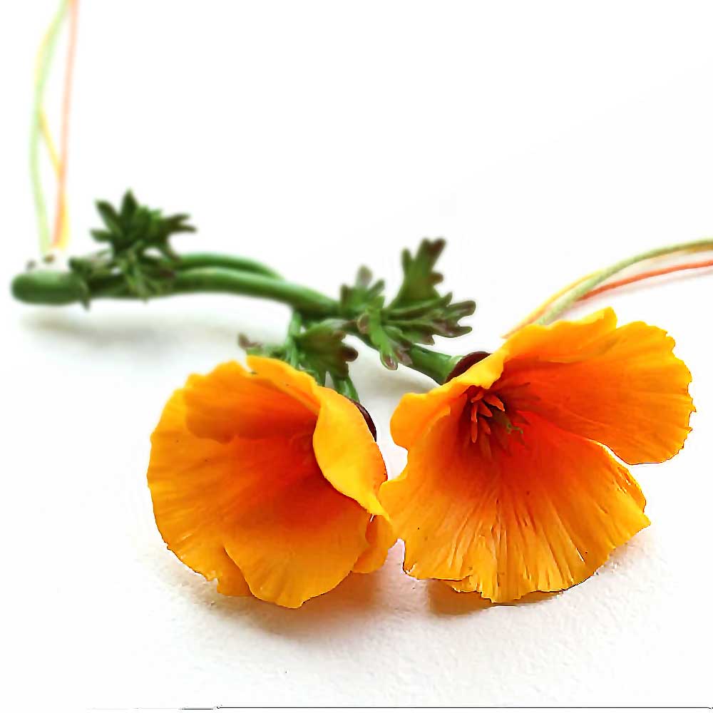 Fire Flower: California Poppies Necklace Polymer Clay.