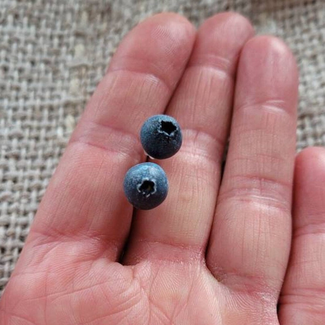 Juicy Droplets: Blueberry Earrings Polymer Clay.