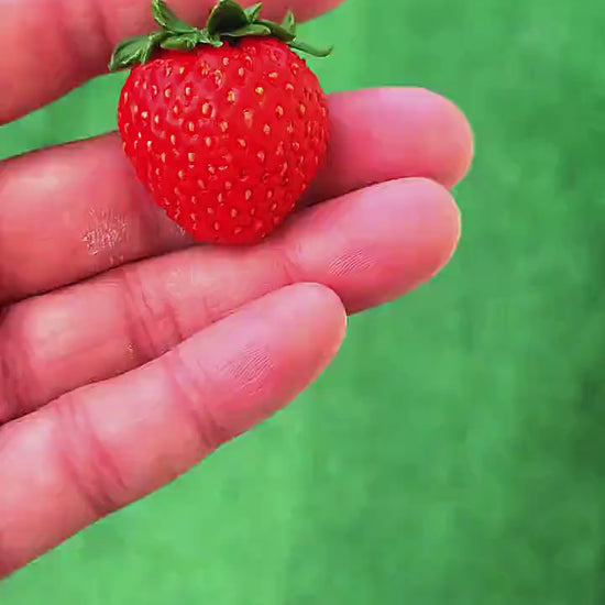 Flirty Strawberry Brooch Polymer Clay