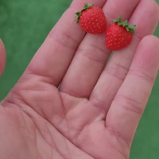 Flavor Explosion : Strawberry Earrings Polymer Clay.