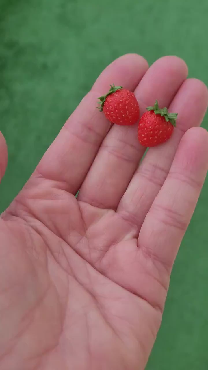 Flavor Explosion : Strawberry Earrings Polymer Clay.